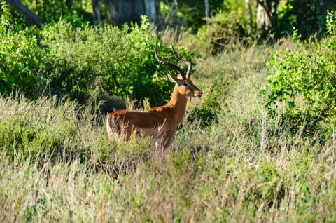 Impala isolated grazing Stock Photos
