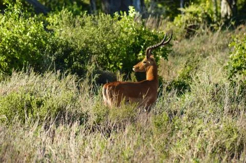 Impala isolated grazing Stock Photos