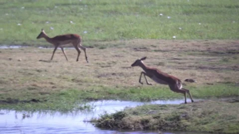 Impala Jumping accross water Stock Footage 142486640