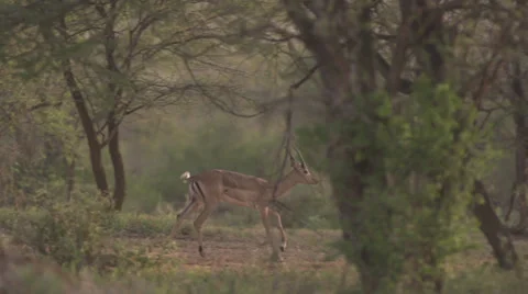 Impala jumping at dawn  Stock Footage 33530788