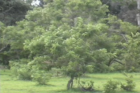 Impala jumping Stock-Footage 122888
