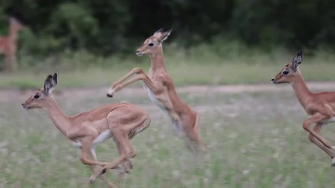 The Impala lambs playing together Stock Footage 325839615