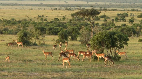 Impala landscape 2 Stock Footage 33691709
