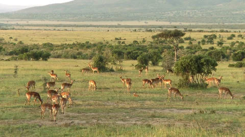 Impala landscape Stock Footage 33691404