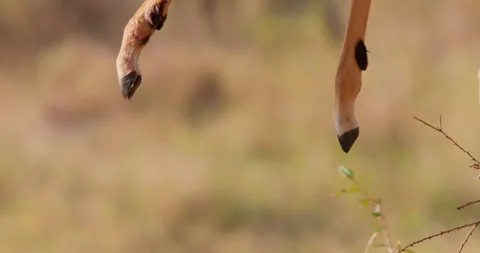 An Impala leg hanging from a tree branch in dry savannah Stock-Footage 310969361