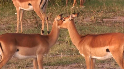 Impala is licking 1 Stock Footage 22247386