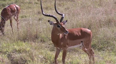 Impala the licks and walk Stock-Footage 22246817