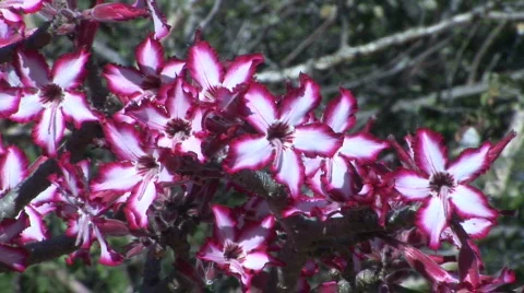 Impala lily Vidéo 535903