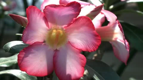Impala Lily Stock Footage