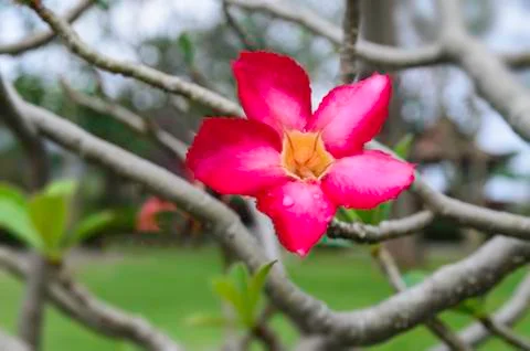 Impala lily Stock Photos