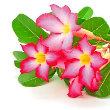 Impala lily Stock Photos
