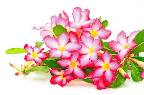 Impala lily Stock Photos