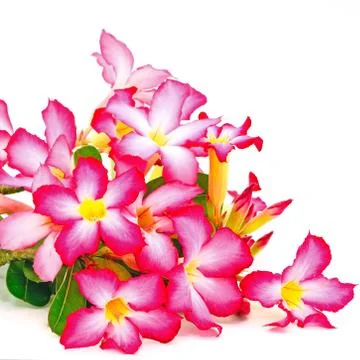 Impala lily Stock Photos