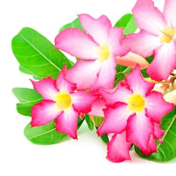 Impala lily Stock Photos