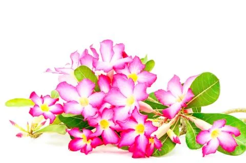 Impala lily Stock Photos