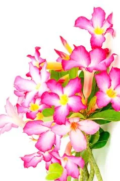 Impala lily Foto stock