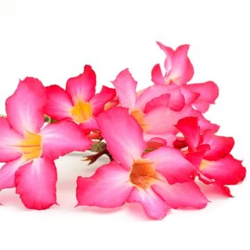 Impala lily Stock Photos