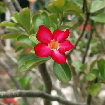 Impala Lily Stock Photos