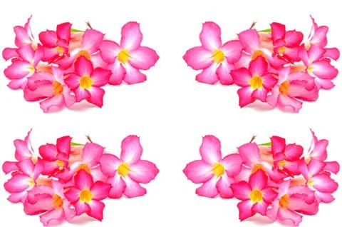 Impala lily Stock Photos