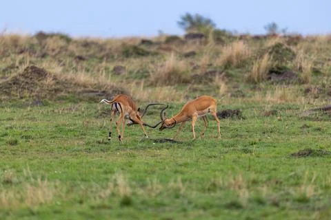 Impala Locking horns in the Grassland Stock Photos