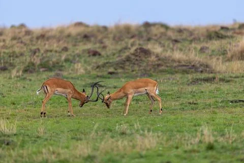 Impala Locking Horns in the Grassland Stock Photos