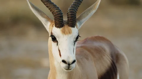 Impala lonely portrait in Namibia. Springbok Antelopes in Savannah During Sunny Video stock 284174329