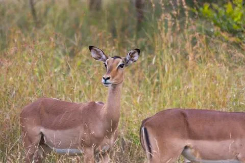 Impala in long grass Stock Photos