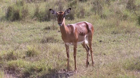Impala looks Video stock 22247029