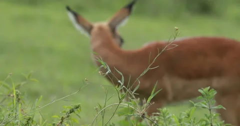 Impala in Maasai Mara Vídeos de archivo 138127447