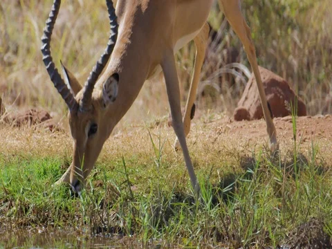 Impala Male Drinking Stock Footage 72183436