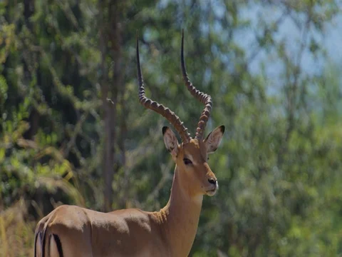 Impala Male turning to camera - medium tight Stock Footage 72172200
