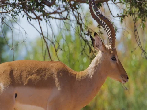 Impala Male Walking - Tracking Stock Footage 72274046