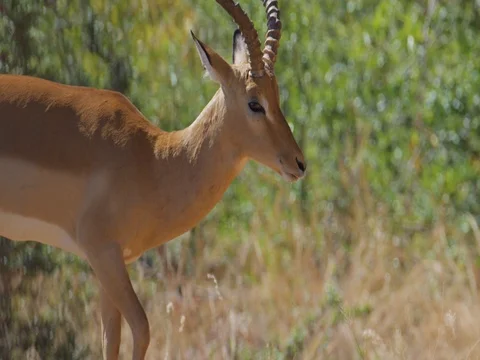 Impala Male Walking - Tracking Stock Footage 72274367