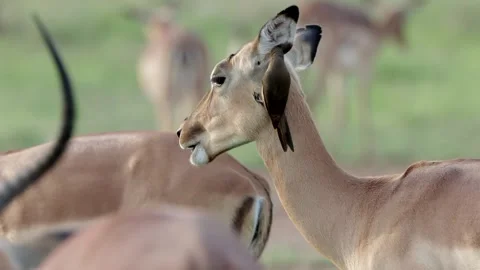 Impala oxpecker closeup Stockbeeldmateriaal 303771920