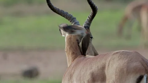 Impala with oxpecker Stockbeeldmateriaal 303771935