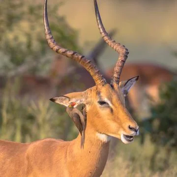 Impala with oxpecker Stock Photos