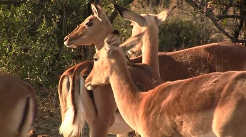 Impala with oxpeckers Stock Footage 8621635