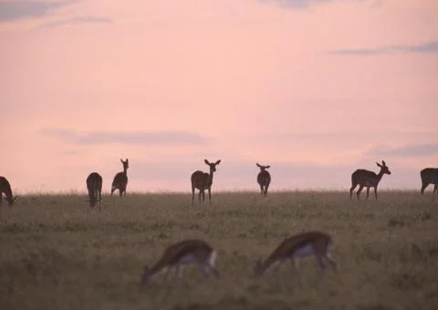 Impala Stock Photos
