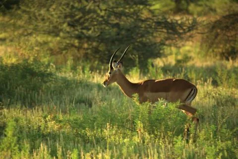 Impala Stock Photos