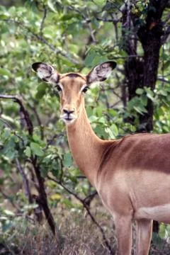 Impala Stock Photos