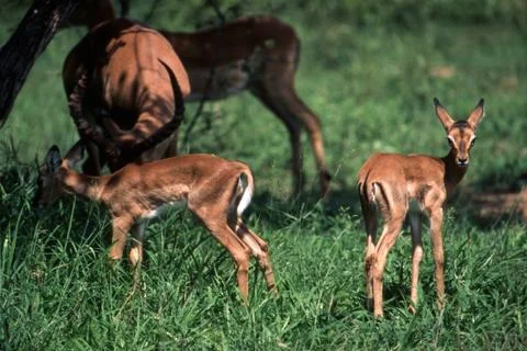 Impala Stock Photos