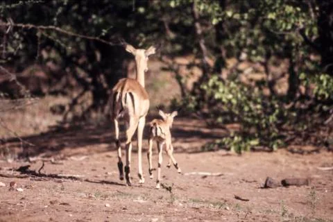 Impala Stock Photos