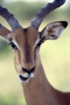 Impala Stock Photos