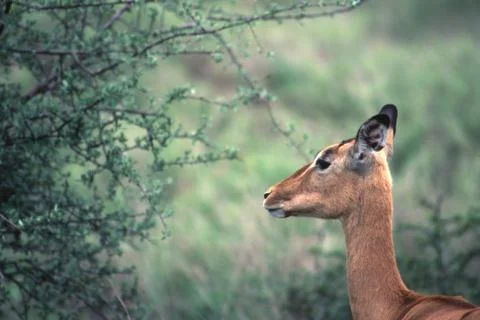 Impala Stock Photos