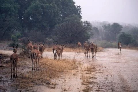 Impala Stock Photos