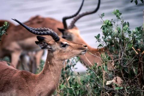 Impala Stock Photos