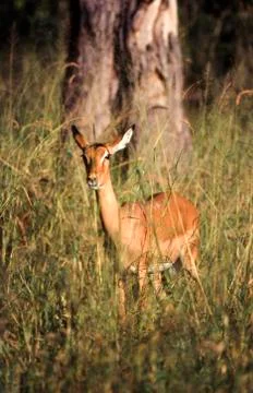 Impala Stock Photos
