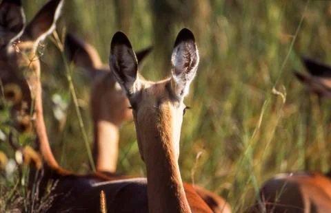 Impala Stock Photos