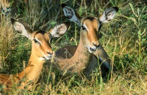 Impala Stock Photos