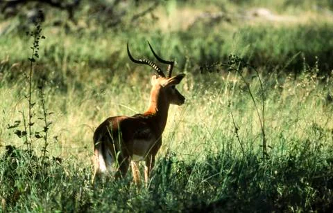 Impala Stock Photos